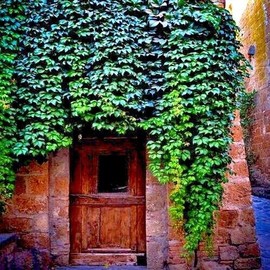 25 Seeds Virginia Creeper Vine | Parthenocissus quinquefolia Fast Hardy Climber Plant Seeds