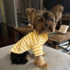 Cute Dog Clothes Striped Dog Polo Shirts Cute Sweater Puppy