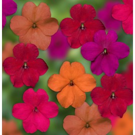 Outsidepride 75 Seeds Impatiens Imara XDR Hot Garden Flower Seed Mix for Planting