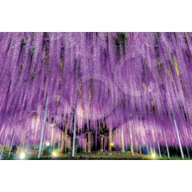 Epoch Company 1000 Piece Jigsaw Puzzle Ashikaga no Ofuji - Tochigi (50 x 75 cm) 09-050s 09-050s With Glue Spatula Included Tickets EPOCH
