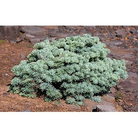 SPREADING WHITE FIR - Abies concolor 'Wattezii Prostrata' - A SPREADING, BLUE, LARGE NEEDLE FORM of EASTERN WHITE - 2 - YEAR PLANT