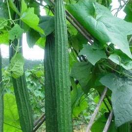 NYGardenia 20 Ridged Sponge Gourd Seeds – Angled Luffa Heirloom Vegetable for Home Gardens, Non-GMO and Easy to Grow