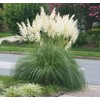 Pampas Grass Blue Bayou | 3 Live Plants | Cortaderia