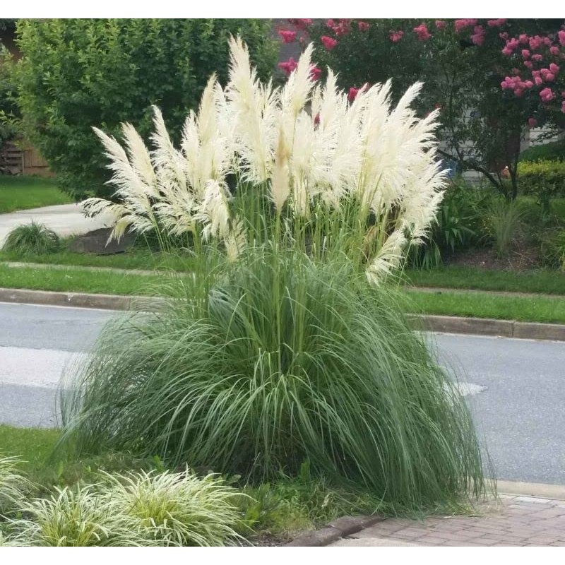 Pampas Grass Blue Bayou | 3 Live Plants | Cortaderia