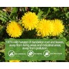 Premium Dandelion Leaf & Root Tea,50 Tea Bags /3.53Oz, for