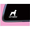 Brittany Spaniel got birds TP 1335 vinyl 6" Decal Sticker