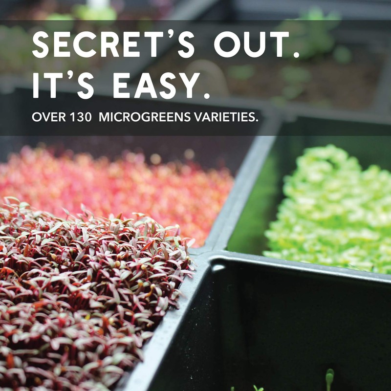 Lettuce Microgreens Seeds - 1 Oz ~25,000 Seeds - Grow