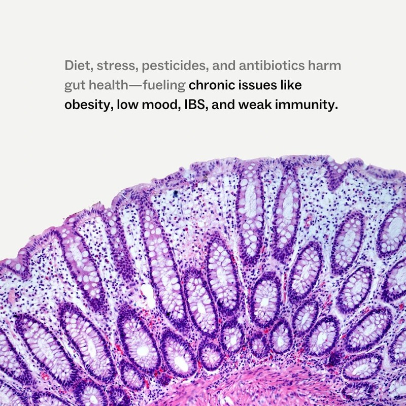 My Way Up Daily Gut Nutrition 270g