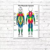 ALGRA The Muscular System Poster 18" x 24" Laminated -