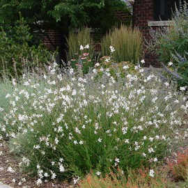 Outsidepride Gaura - 200 Seeds