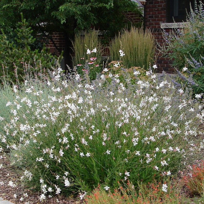 Outsidepride Gaura - 200 Seeds