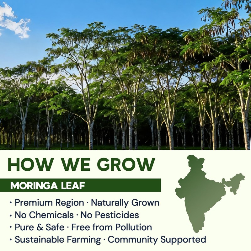 Moringa Leaf Tea - Caffeine Free, 50 Tea Bags