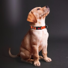 Reflective Nylon Dog Collar with Safety Buckle, Adjustable Pet Collars with Soft Neoprene Padding (Orange, M)