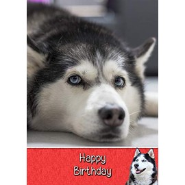 Husky Dog Birthday Card