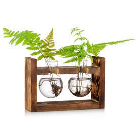Vermehrungsstation 2 Stück Glühbirne Avocado Vase Glas Eichel Vase Für Blumen Terrarium Jar Pflanzgefäß Mit Holzregal Standhalter Für Grünwasserpflanzen Fit Für Home Kitchen Table Desk Indoor Decor