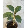 Loquat Fruit Tree Seedling With Pot 8” Sweet Ready To