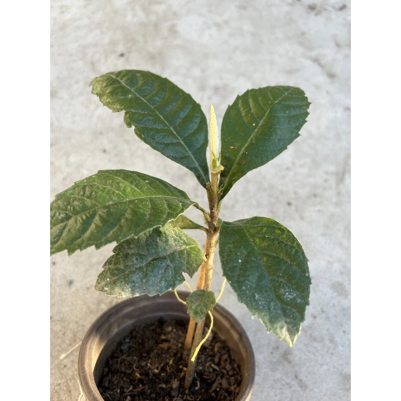 Loquat Fruit Tree Seedling With Pot 8” Sweet Ready To