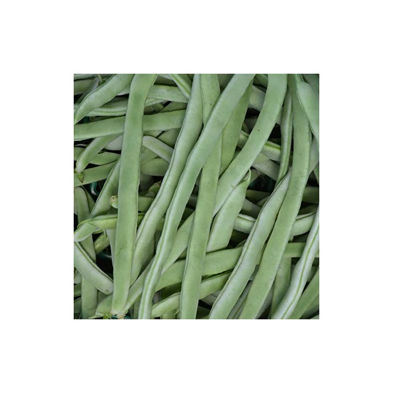 Bean Seeds - Pole - Yellow Bai Bu Lao -
