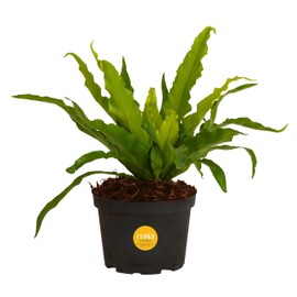 Costa Farms Bird's Nest Fern, Live Indoor Plant, Houseplant in Nursery Planter Pot, Room and Home Décor, Housewarming, 14-Inches Tall