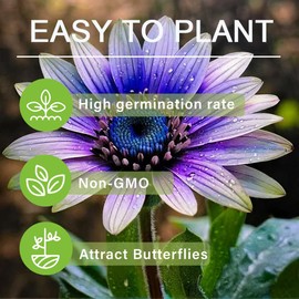 25+Exotic Rare Sunflower Flowers Seeds for Planting-Non GMO Heirloom Sun Flowers Plants for Small Garden Border, Pots and Containers