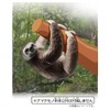 Takara Tomy Ania AS-26 Sloth (Nodochamiyubino Sloth), Animal Dinosaur Realistic
