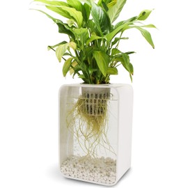 c-Hydro 2 Gallon Hydroponic or Aquaponic, 4" Net Pot for Larger Plants. Modern Design, Premium, Plants Thrive with Hydroponics!