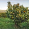 Tree Kishu Mandarin Tree (Seedless) - 24-36" Tall - Live