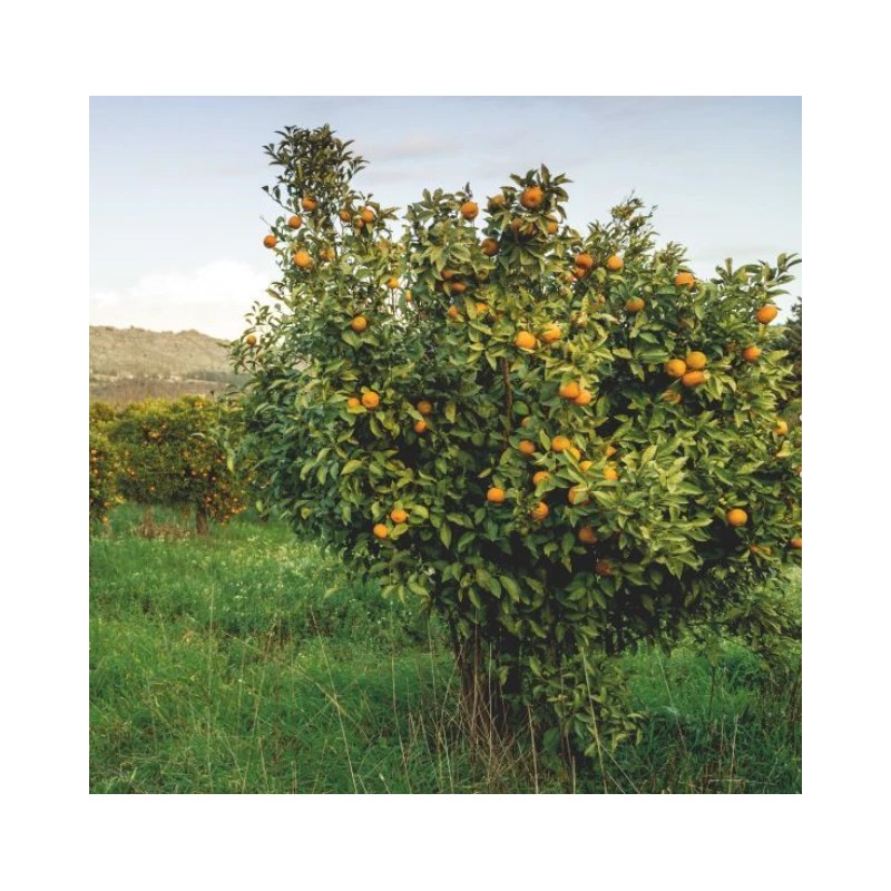 Tree Kishu Mandarin Tree (Seedless) - 24-36" Tall - Live