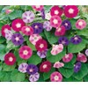 KIRA SEEDS - Seeds Mexican Marigolds Flowering Mix - Annual