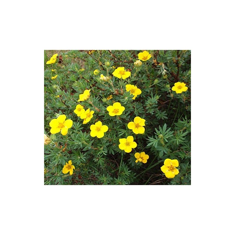 Hardy Bigflower Cinquefoil 'Potentilla Fissa' 30 Seeds!