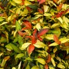 Jasmine Summer Sunset - 3 Live Plants - Trachelospermum Asiaticum