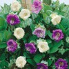 Outsidepride 100 Seeds Perennial Cobaea Cup & Saucer Vine Flower