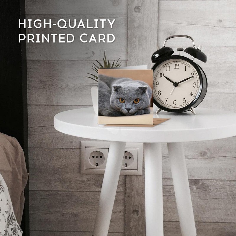 1 x Greeting Card Blue Grey Scottish Fold Cat -