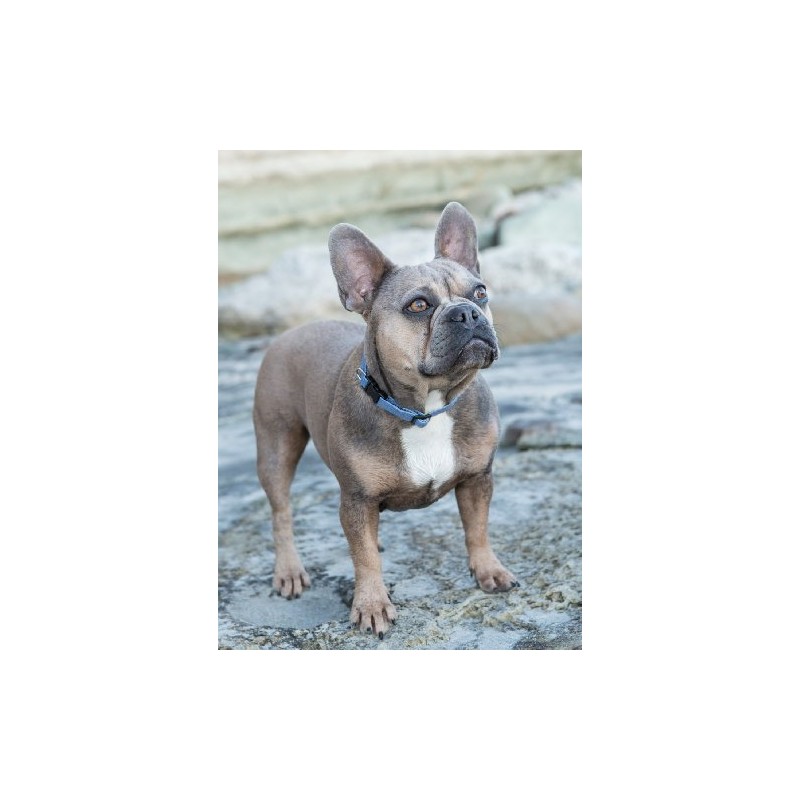 LupinePet Eco 1/2" Mountain Lake 10-16" Adjustable Collar for Small