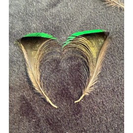 Twelve Wired Bird  of Paradise