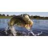Purina | Game Fish Chow - Floating Diet for Pond
