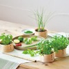 Seishin Pottery GD-95602 All Year Round Home Garden Easy Cultivation