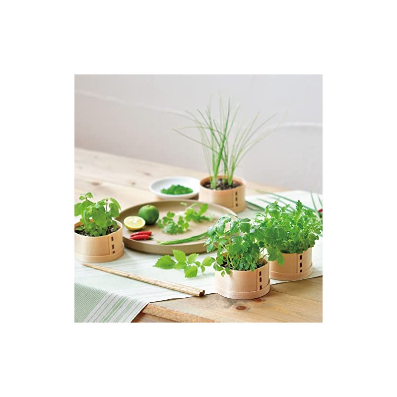 Seishin Pottery GD-95602 All Year Round Home Garden Easy Cultivation