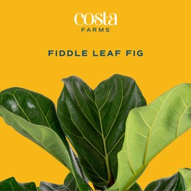 Costa Farms Fiddle Leaf Fig Tree, Live Indoor Floor Plant in Nursery Grow Pot, Clean Air Purifying Houseplant in Potting Soil, Living Room Decor, Housewarming New Home Gift, 3-4 Feet Tall