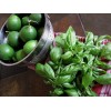 LIME BASIL SEEDS * CITRUS FLAIR * ZESTY AROMA OF