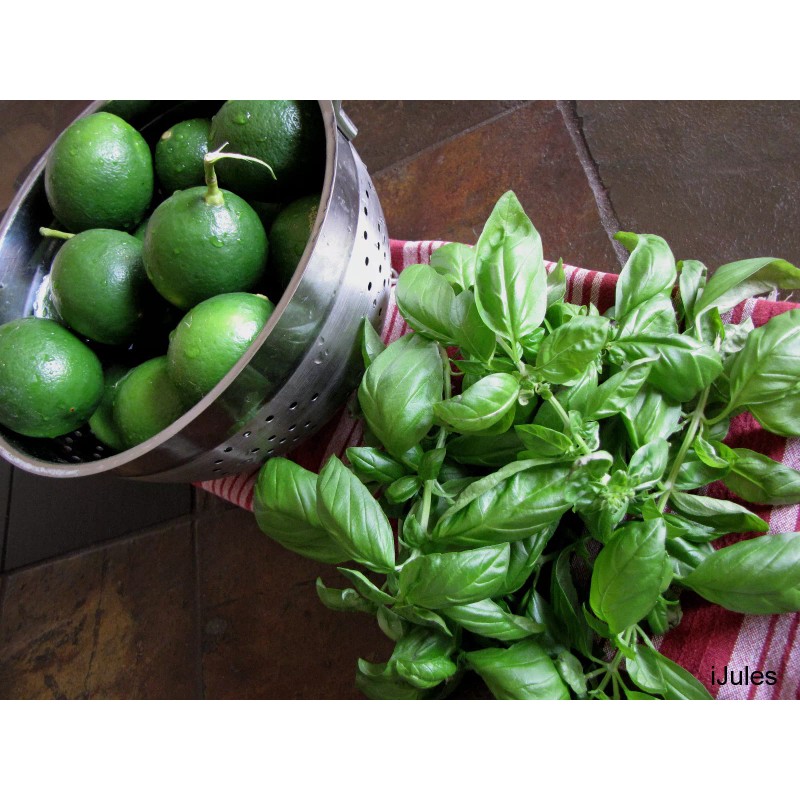 LIME BASIL SEEDS * CITRUS FLAIR * ZESTY AROMA OF