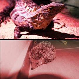 HQRP Portable Pocket Red Light Flashlight with 9 LEDs for Watching Iguanas and Snakes, Hamsters and Hedgehogs, Turtles and Reptiles at Night