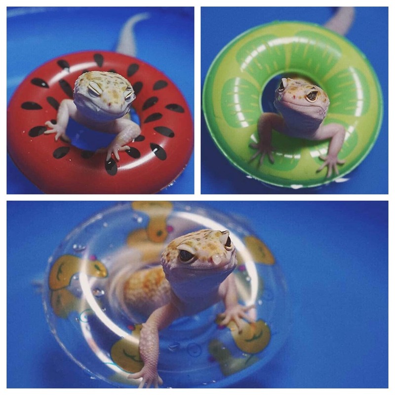 Bearded Dragon Swimming Pool with Inflatable Float Set - Foldable