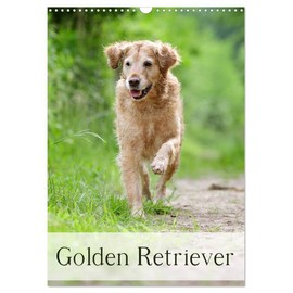 Golden Retriever (Wandkalender 2026 DIN A3 hoch), CALVENDO Monatskalender (CALVENDO Tiere)