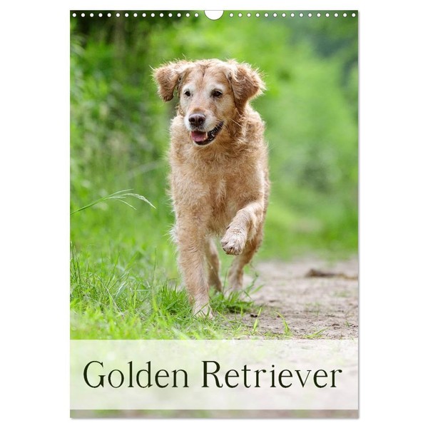 Golden Retriever (Wandkalender 2026 DIN A3 hoch), CALVENDO Monatskalender (CALVENDO