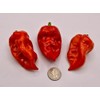 JD Piranha Pepper Seeds