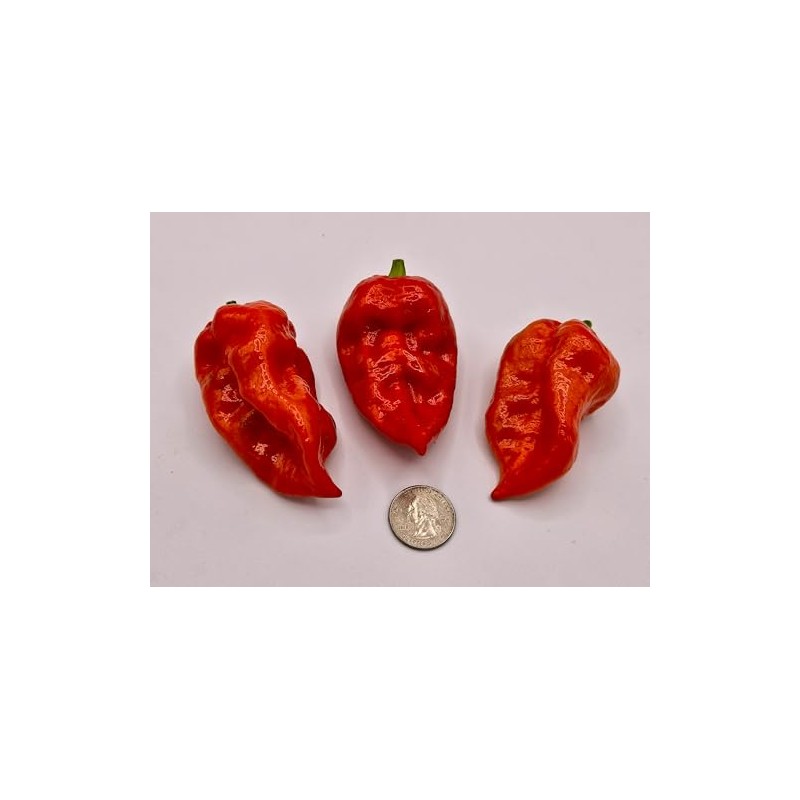 JD Piranha Pepper Seeds