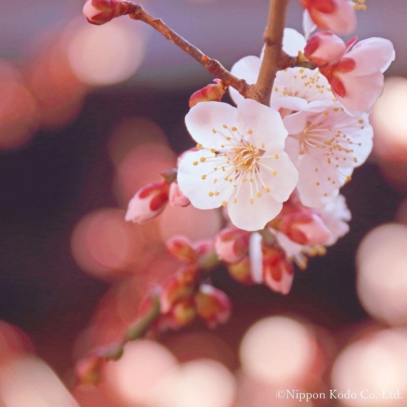 Kataribe White Plum Roses