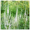 Everwilde Farms - 2000 Culver's Root Native Wildflower Seeds -