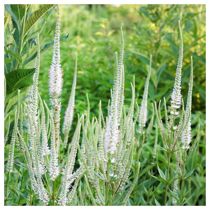 Everwilde Farms - 2000 Culver's Root Native Wildflower Seeds -